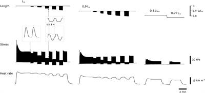 Energetics Equivalent of the Cardiac Force-Length End-Systolic Zone: Implications for Contractility and Economy of Contraction